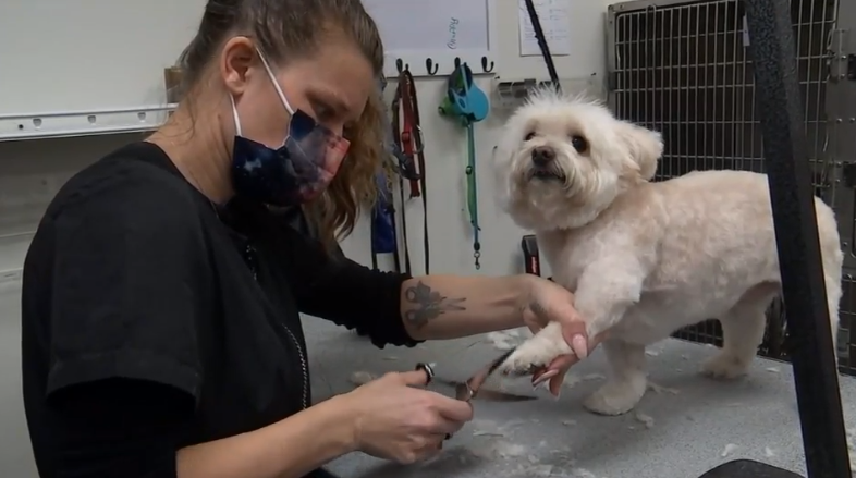 Lucky Paws Pet Grooming