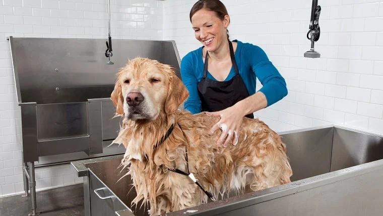 lucky paws pet bathing